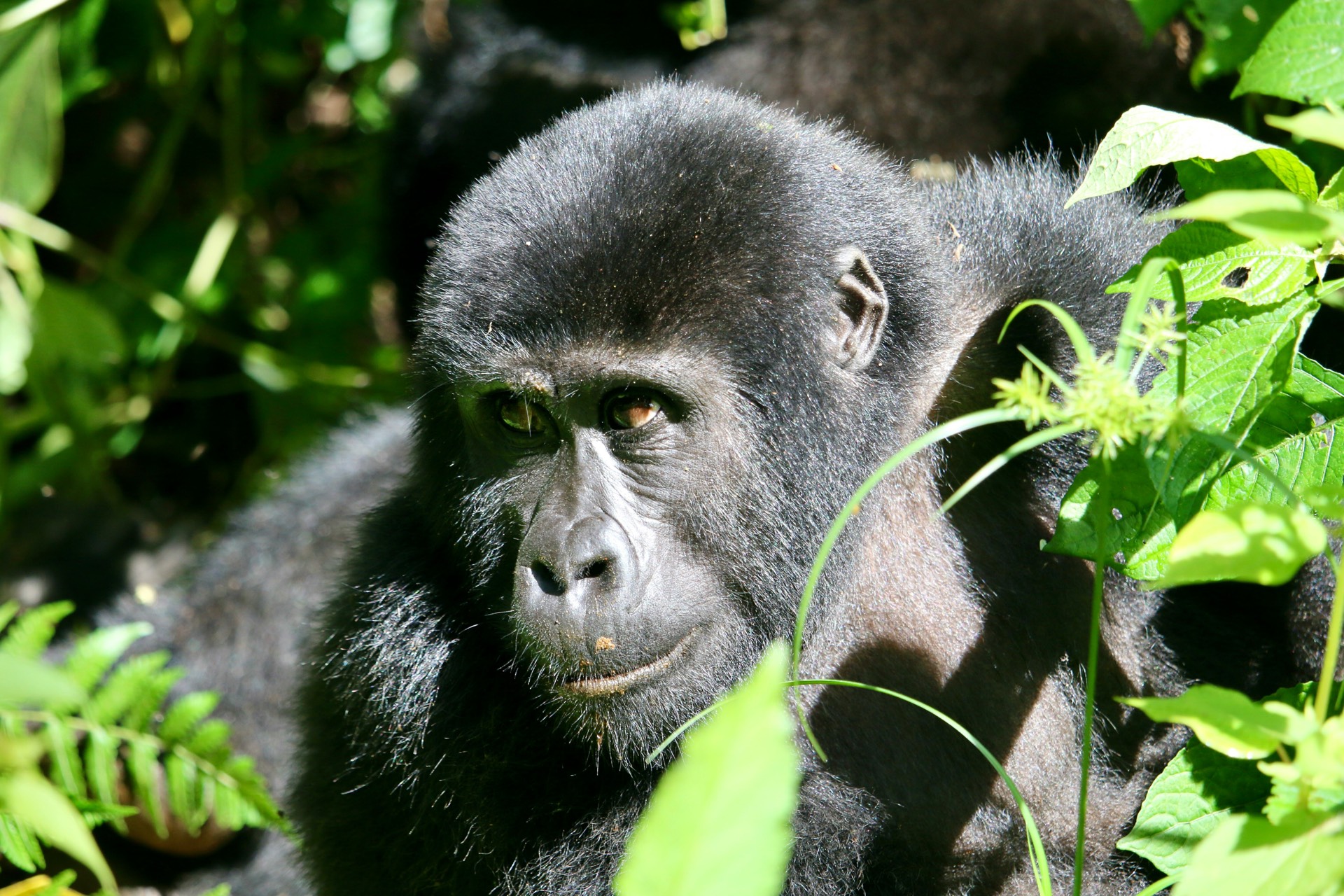 Bwindi Impenetrebal