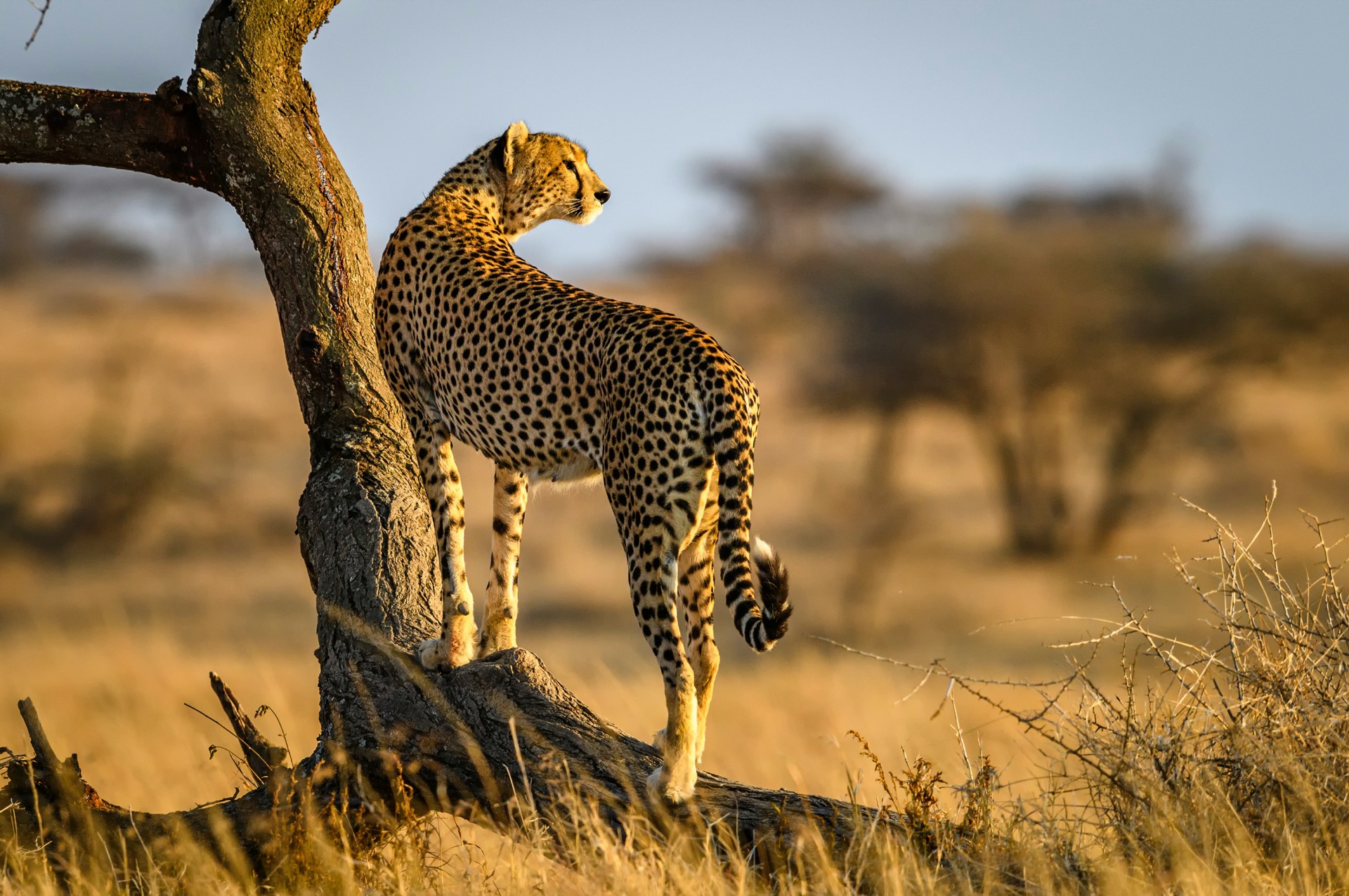 A cheetah on open savannah at golden hour