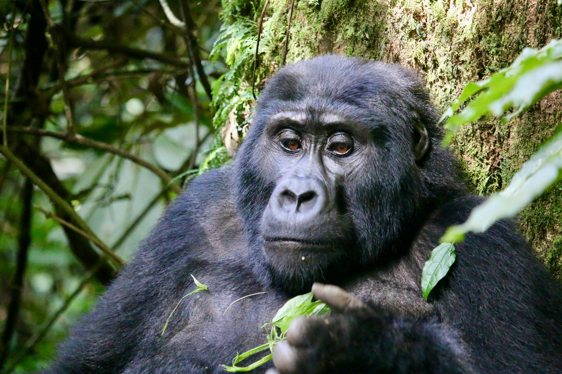 Bwindi Impenetrebal — photo 1