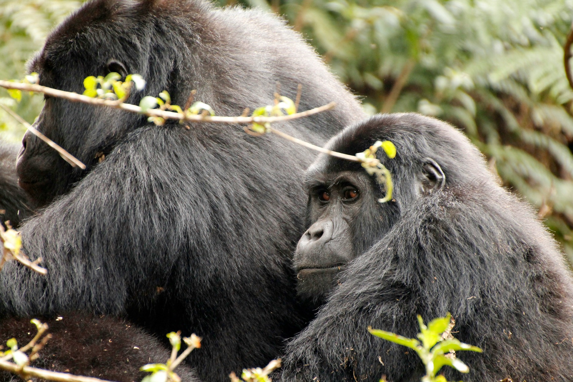 Bwindi Impenetrebal