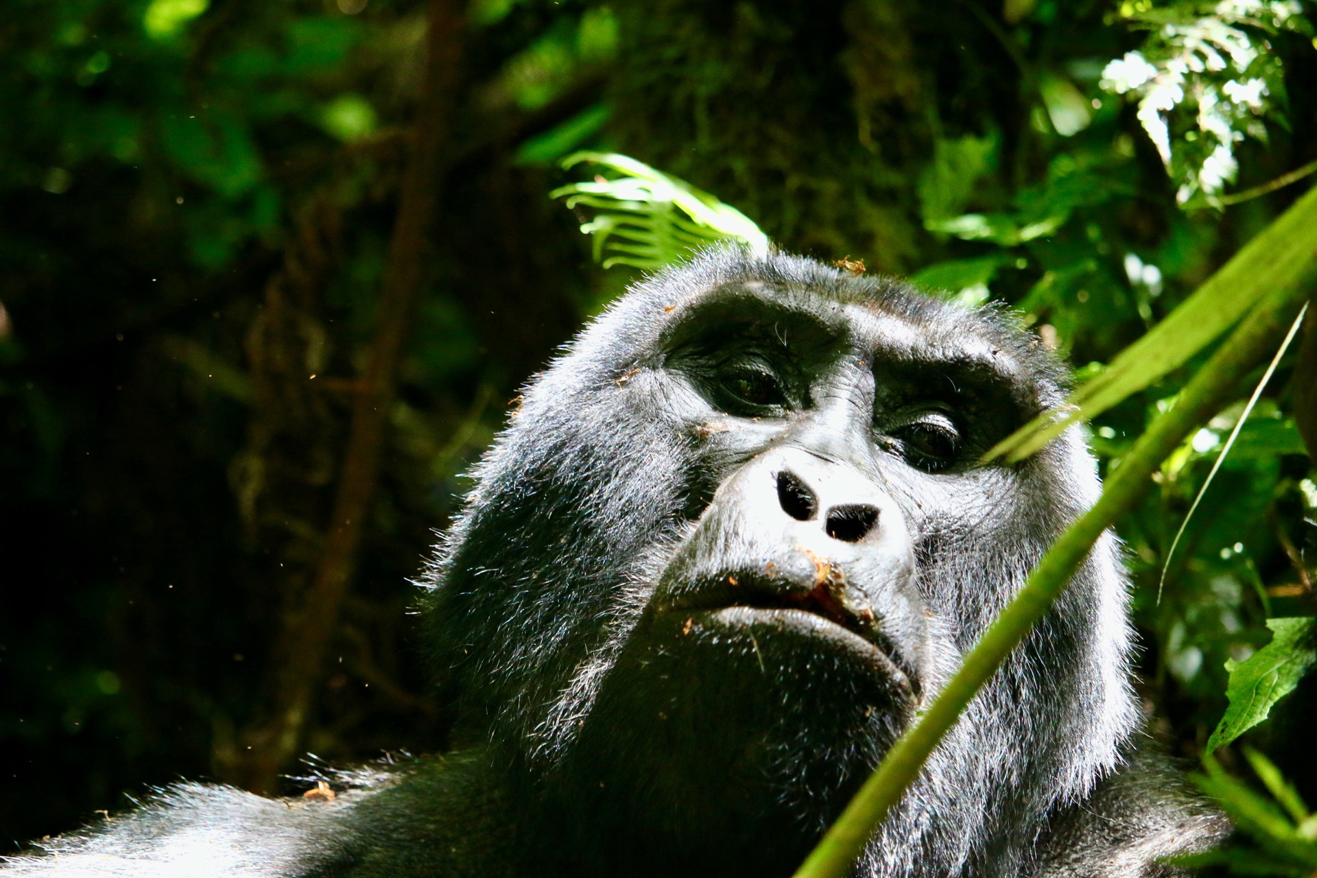 Bwindi Impenetrebal — photo 2