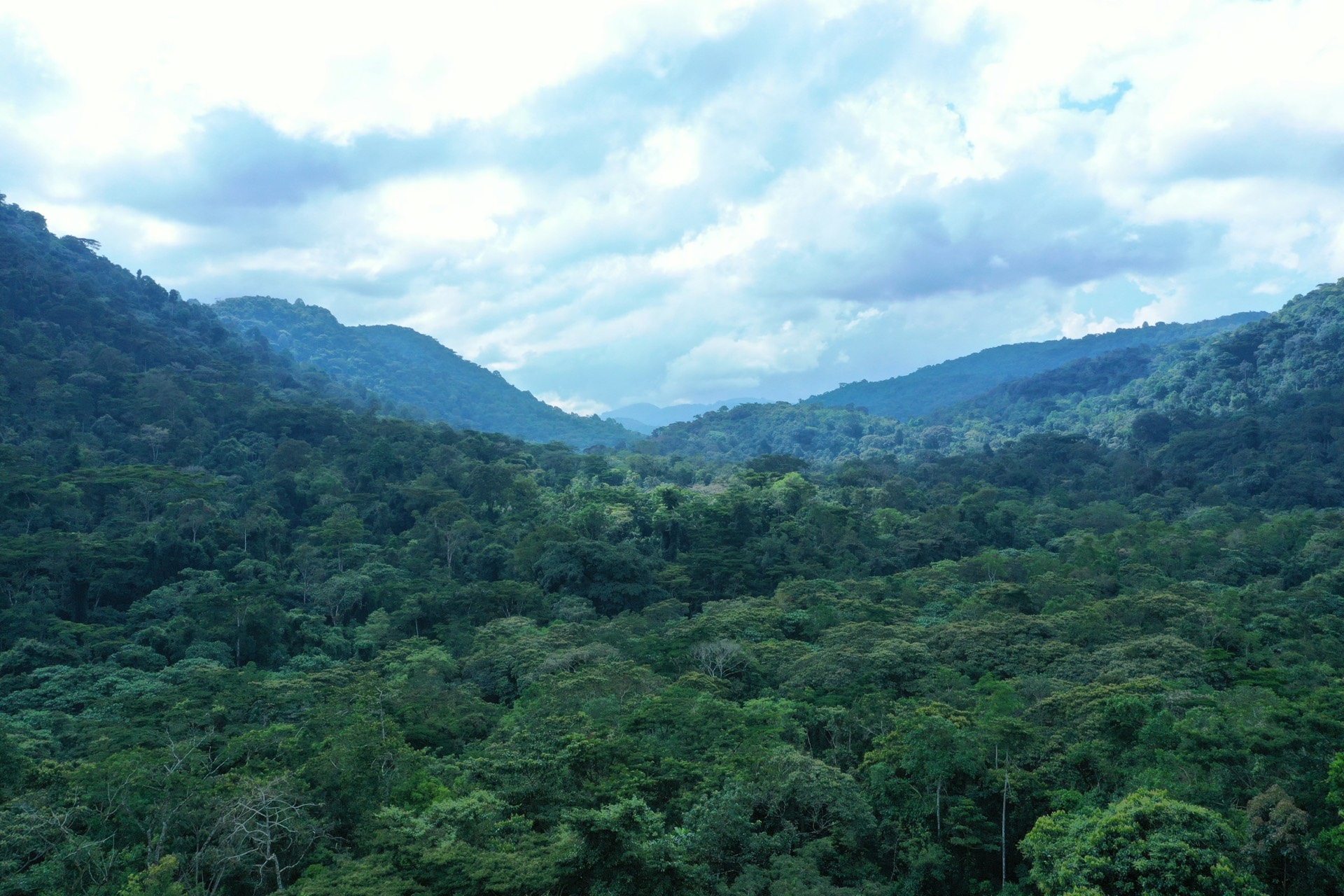Bwindi Impenetrebal — photo 3
