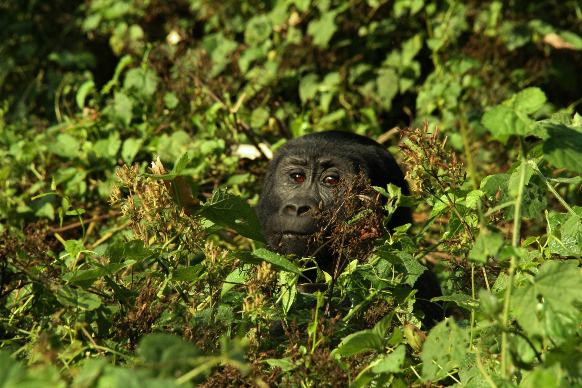 Bwindi Impenetrebal — photo 4