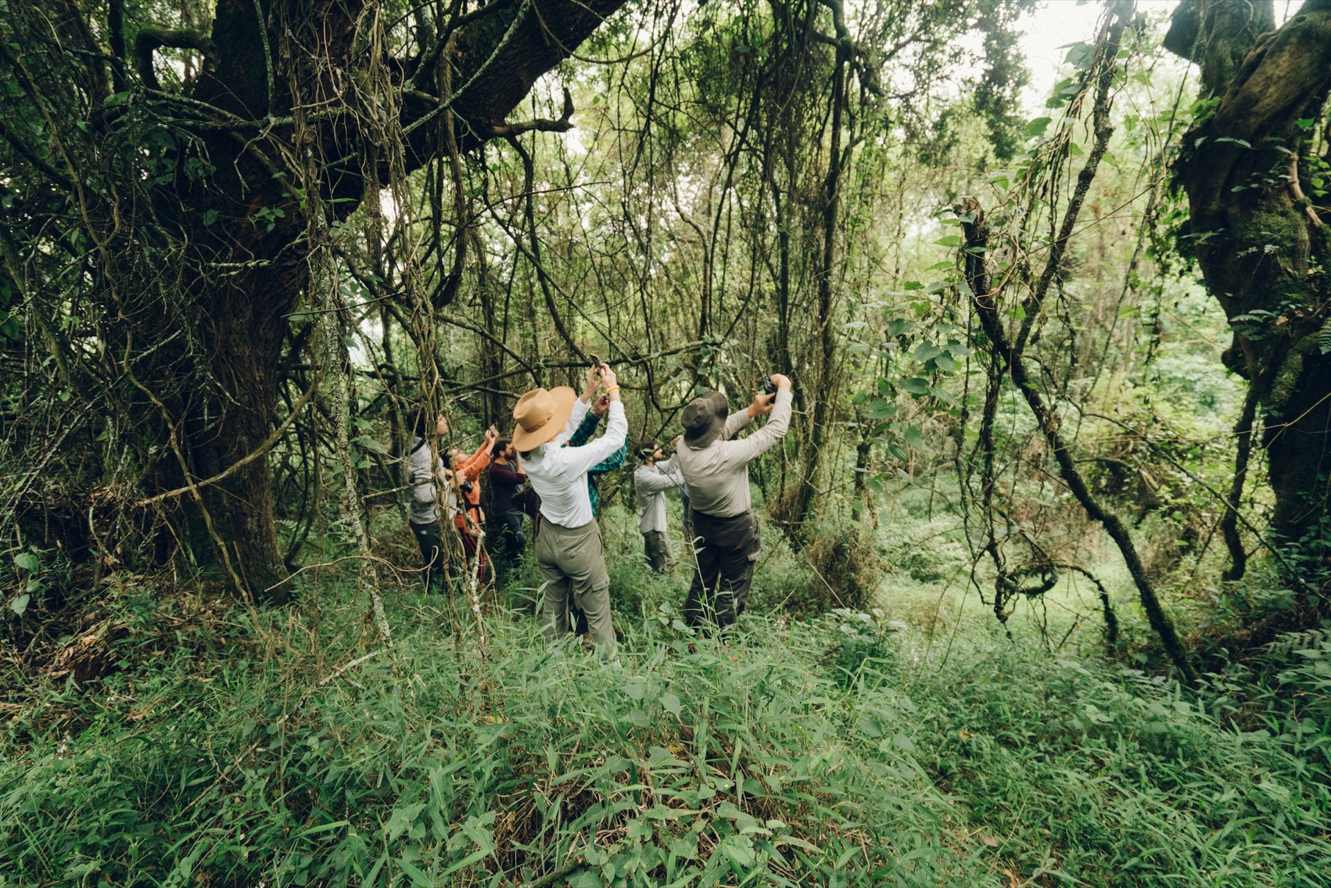 Bwindi Impenetrebal — photo 5