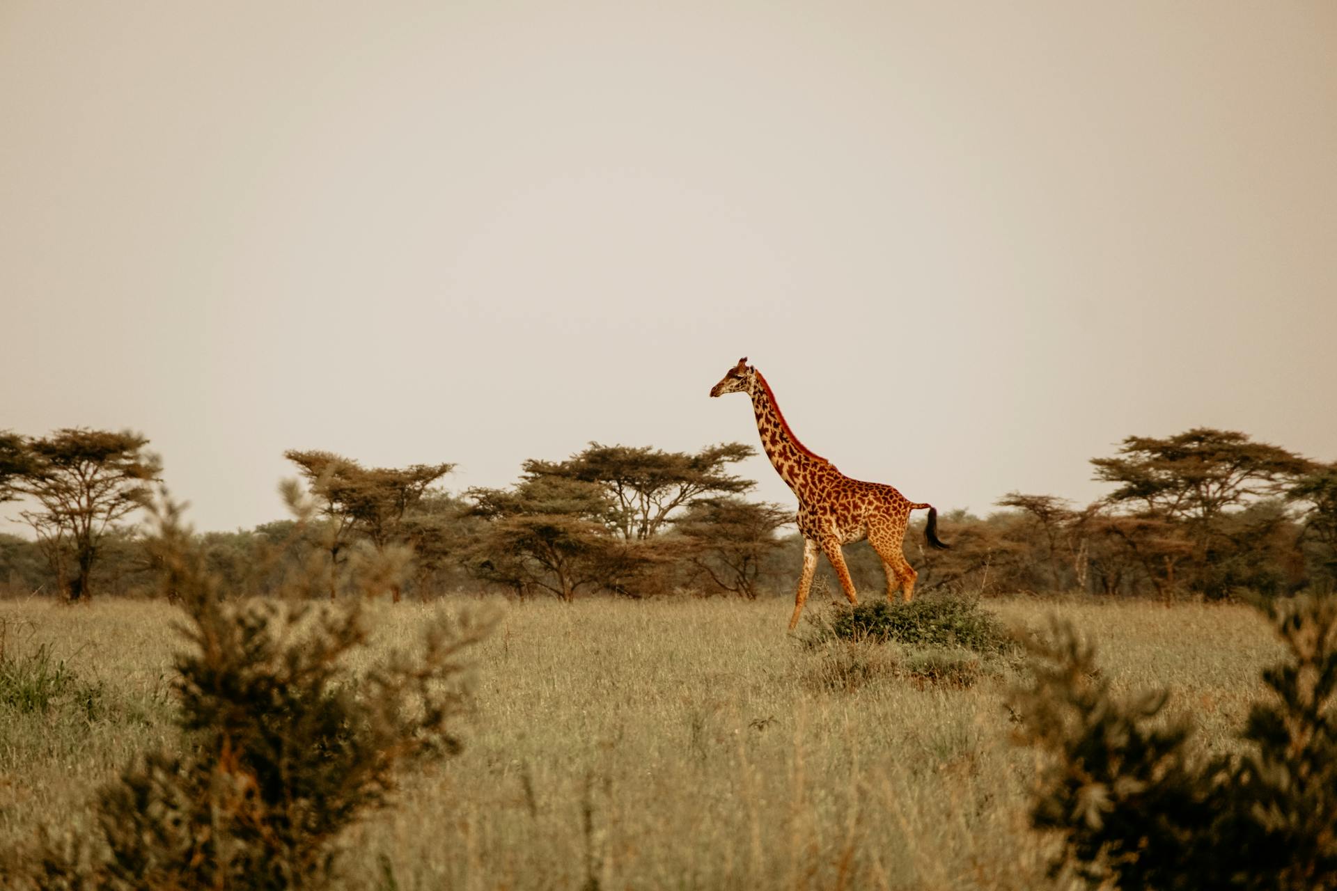 Murchsion Falls — photo 2